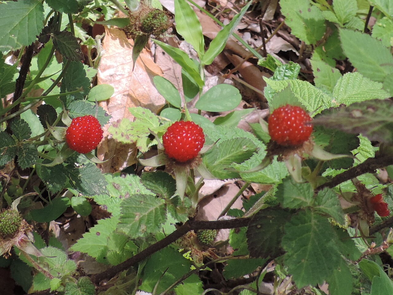 クサイチゴ 草苺 父の植物誌 クサイチゴ 草苺 父の植物誌
