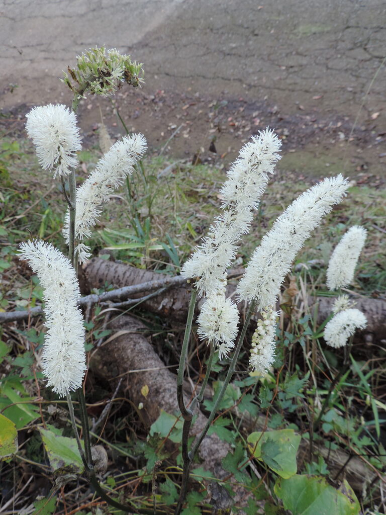サラシナショウマ 晒菜升麻 更科升麻 父の植物誌 サラシナショウマ 晒菜升麻 更科升麻 父の植物誌
