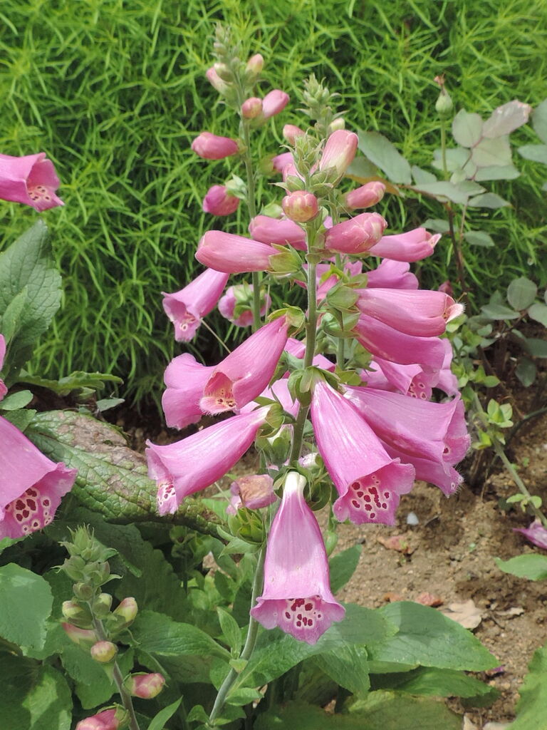 ジキタリス 父の植物誌