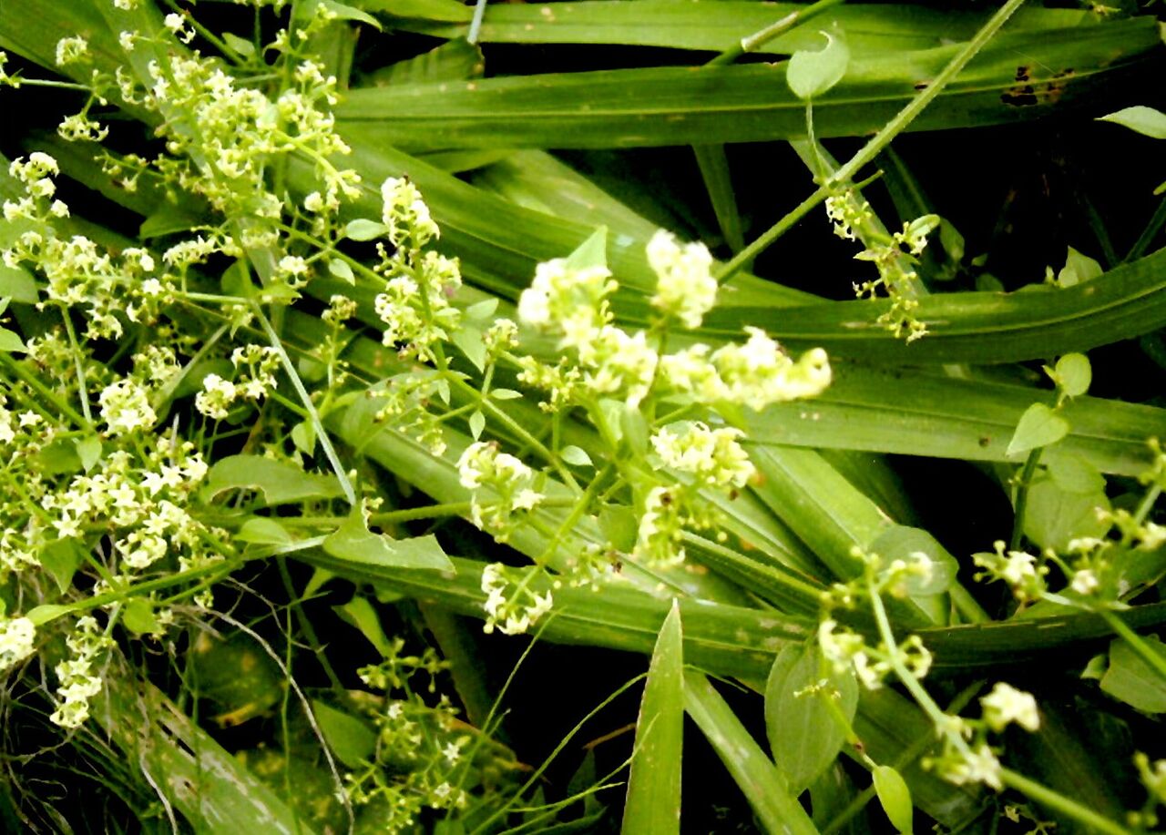 アカネ 茜 父の植物誌 アカネ 茜 父の植物誌