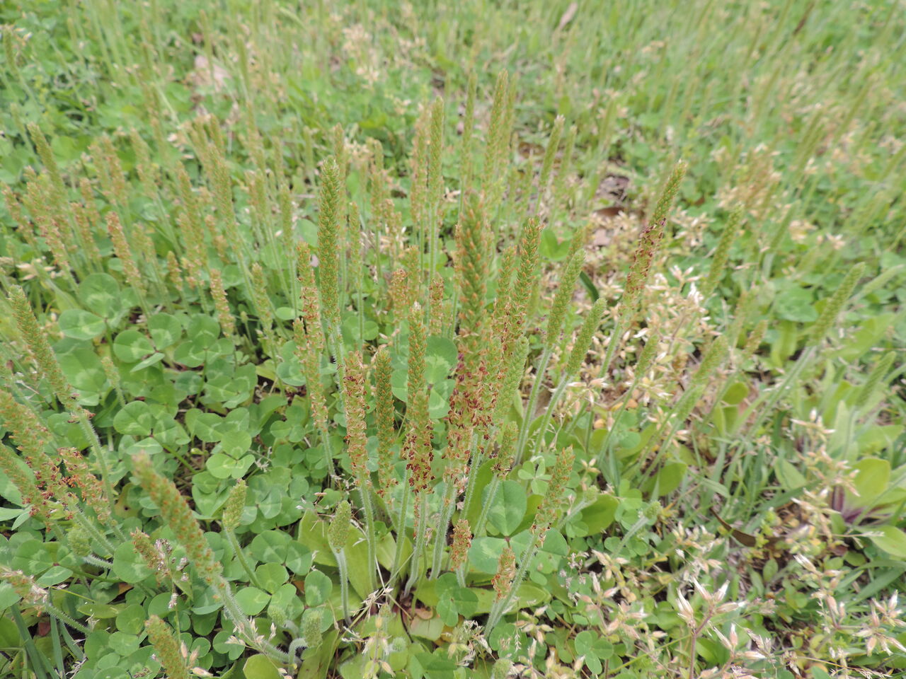 ツボミオオバコ 蕾大葉子 父の植物誌 ツボミオオバコ 蕾大葉子 父の植物誌
