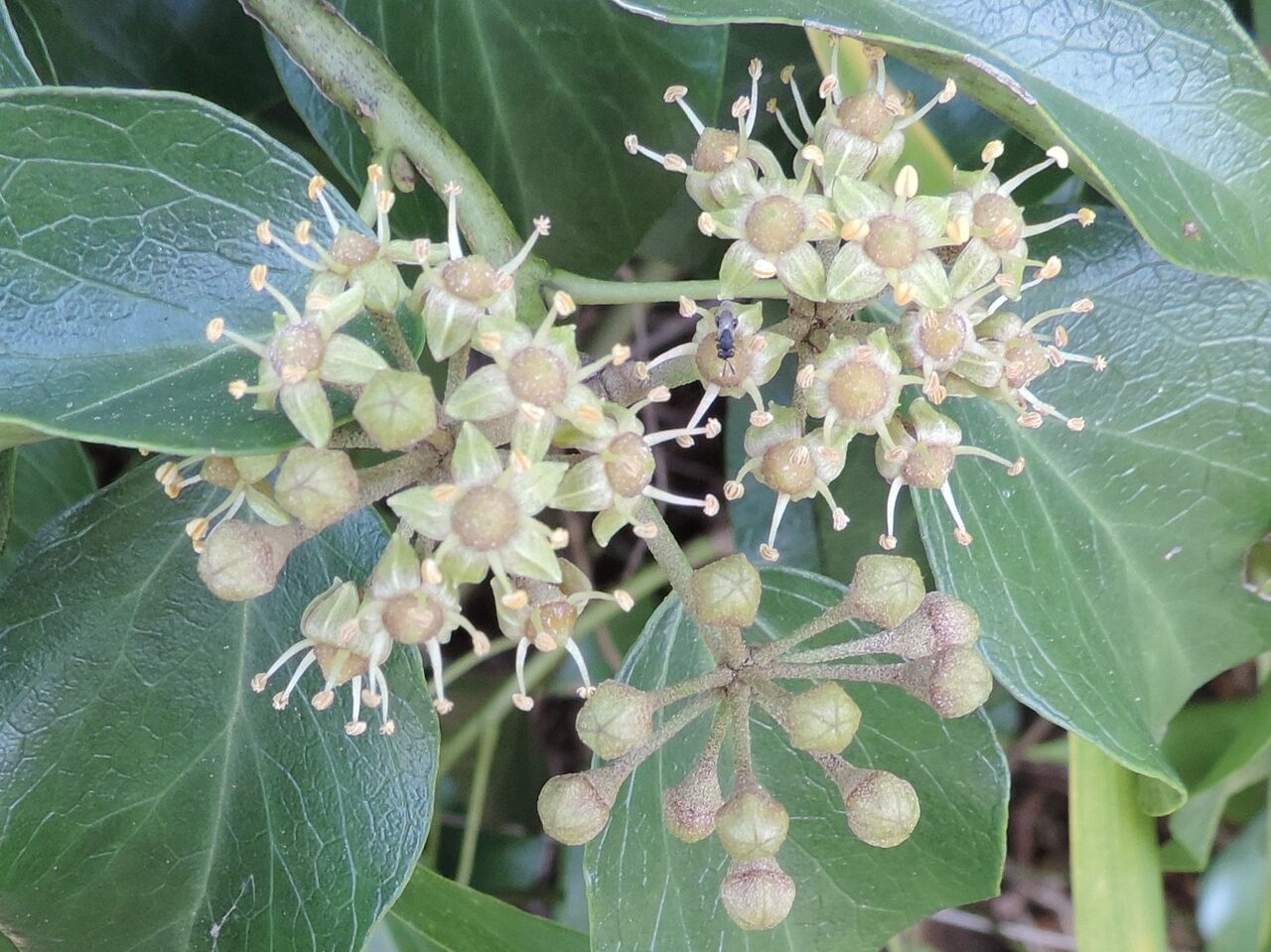 キヅタ 木蔦 父の植物誌 キヅタ 木蔦 父の植物誌