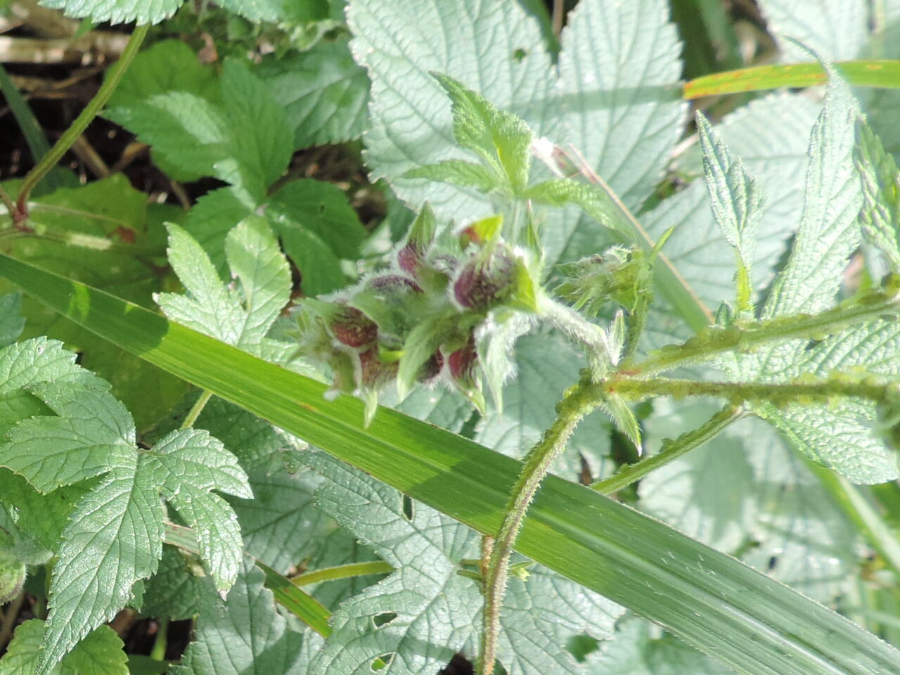 カナムグラ 鉄葎 父の植物誌