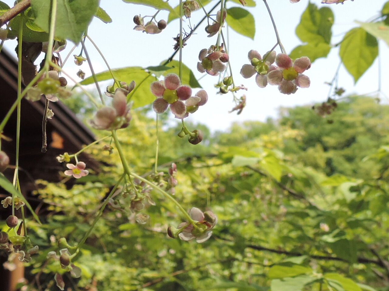 ツリバナ 吊花 父の植物誌