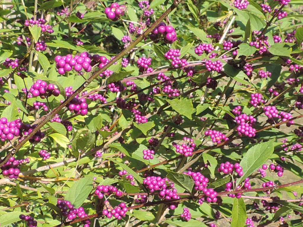 コムラサキ 小紫 父の植物誌