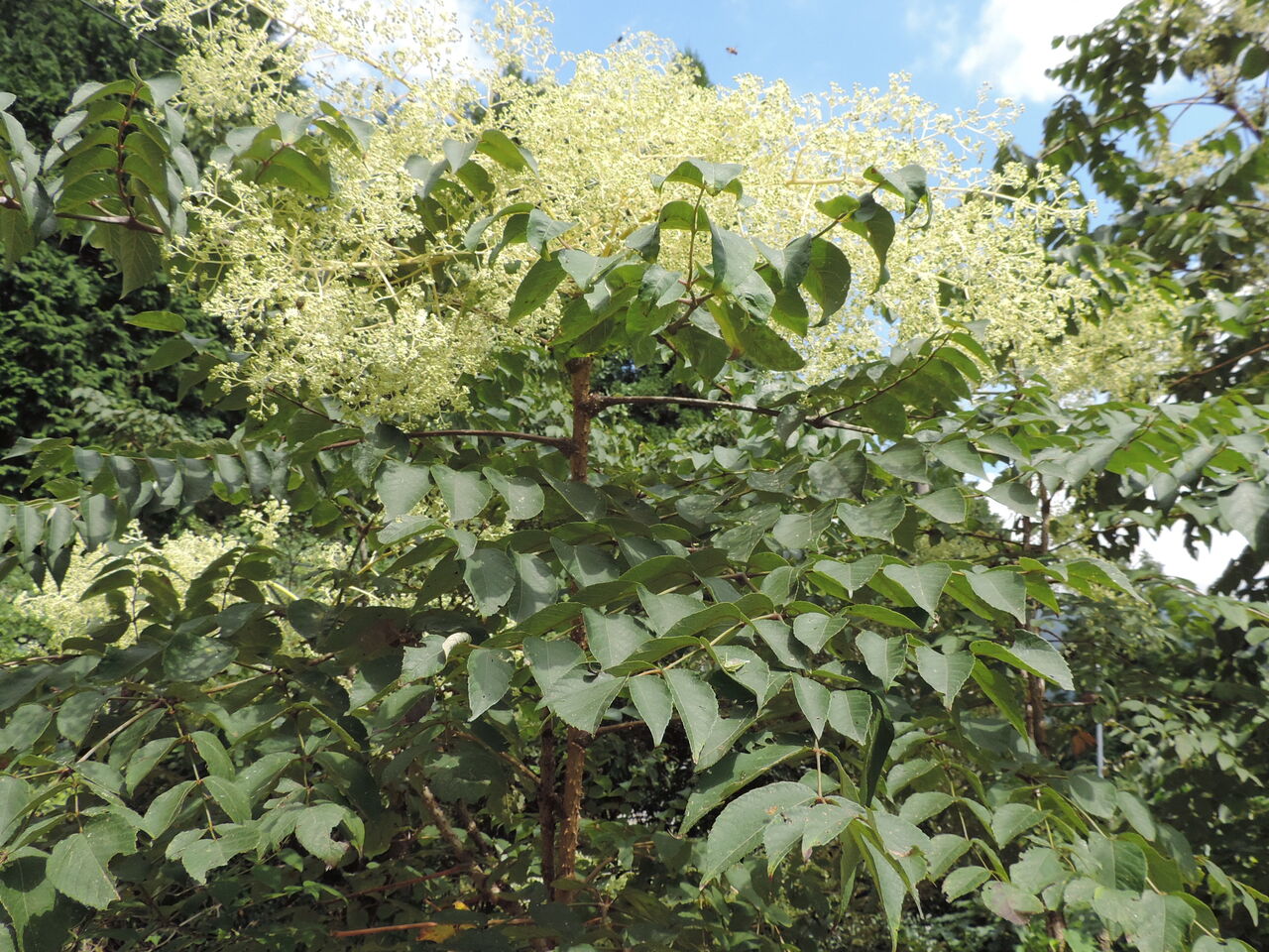 タラノキ(楤木) : 父の植物誌