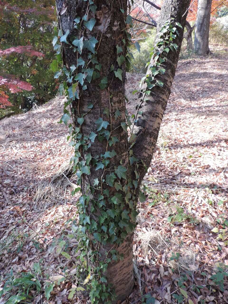 キヅタ 木蔦 父の植物誌 キヅタ 木蔦 父の植物誌