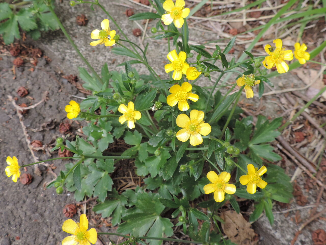 ウマノアシガタ 馬の足形 父の植物誌