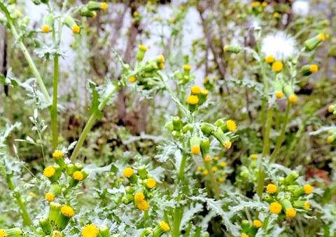 ノボロギク 野襤褸菊 父の植物誌