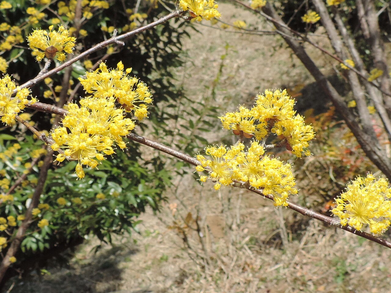 サンシュユ 山茱萸 父の植物誌 サンシュユ 山茱萸 父の植物誌
