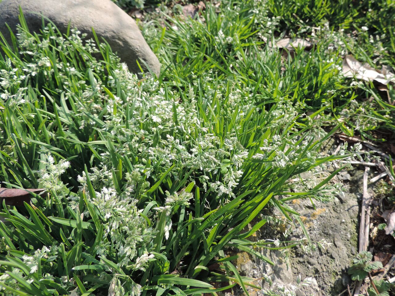 スズメノカタビラ 雀の帷子 父の植物誌 スズメノカタビラ 雀の帷子 父の植物誌