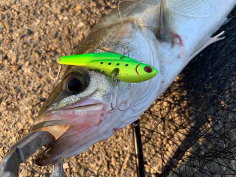 イワシ探しのデイゲーム いつ以来 タモを使っていないだろう