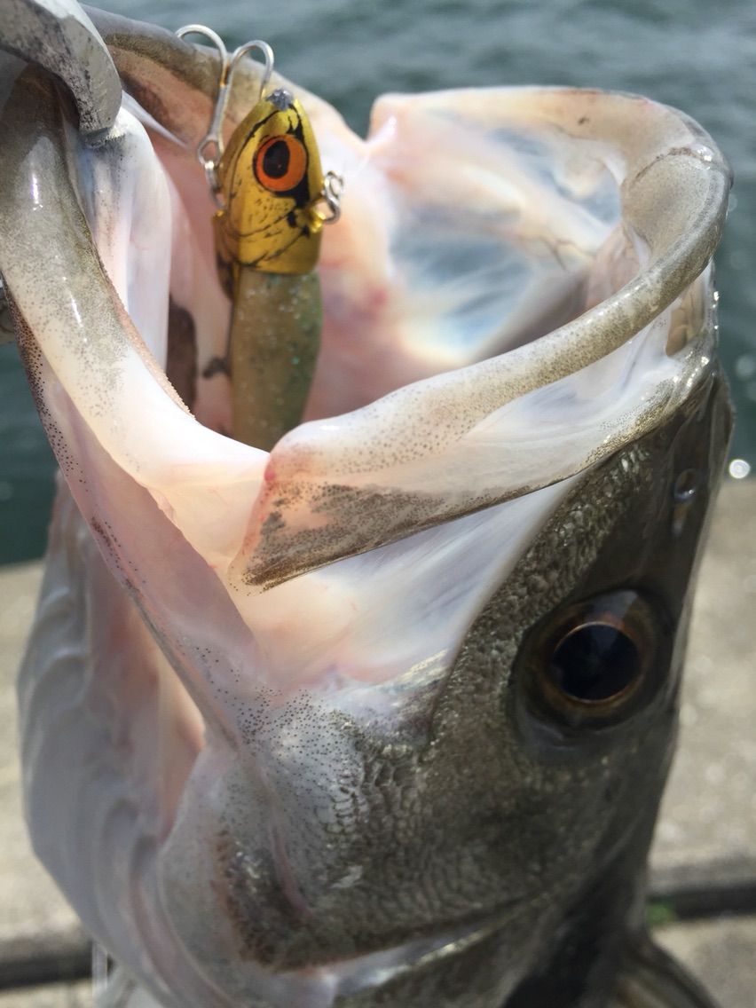 イワシパターン Vj 16 バイブレーションジグヘッド いつ以来 タモを使っていないだろう