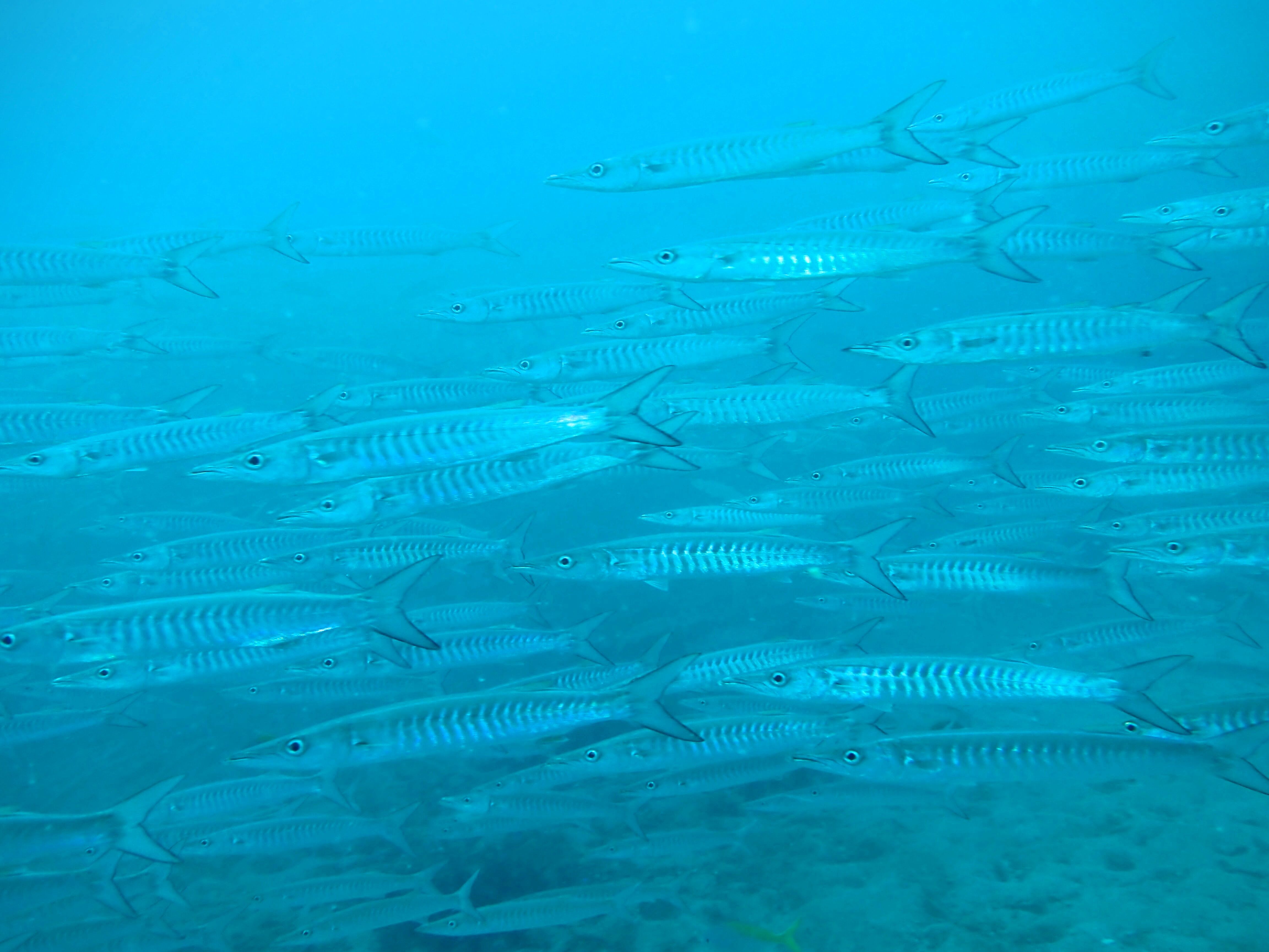 タオ島 海と猫の旅 タオ島ダイビング基本情報 世界美猫図鑑 タオ島 海と猫の旅 タオ島ダイビング基本情報 世界美猫図鑑