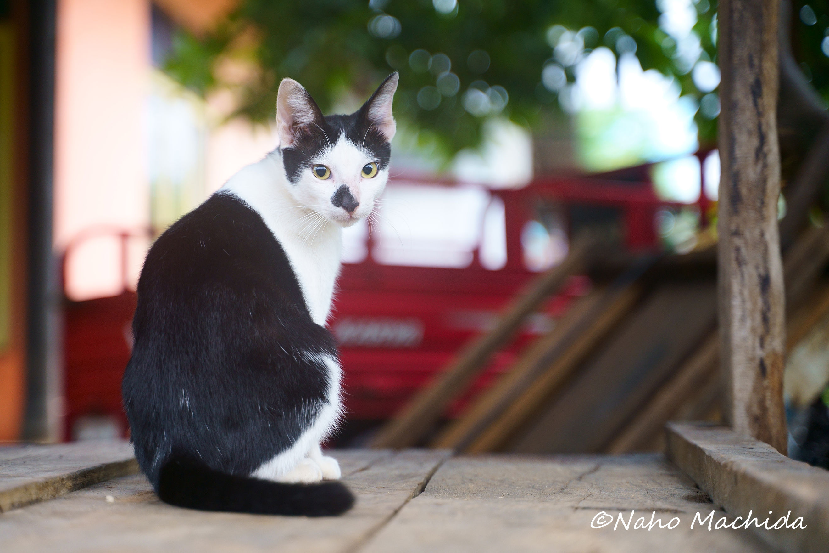 モロタイ島 海と猫の旅 ここは猫島かもしれない 世界美猫図鑑 モロタイ島 海と猫の旅 ここは猫島かもしれない 世界美猫図鑑