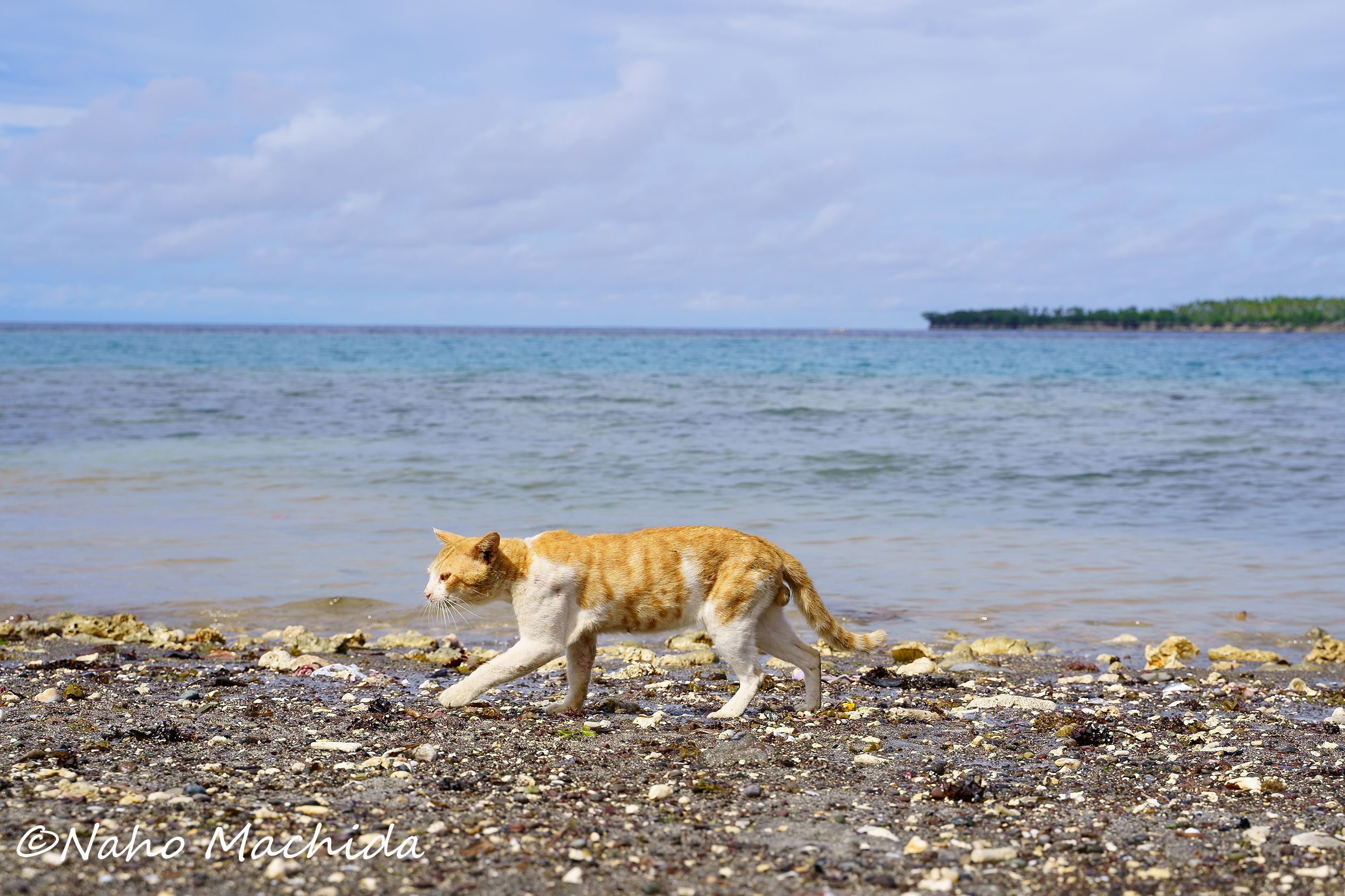 モロタイ島 海と猫の旅 水面休息中は猫撮影vol 1 世界美猫図鑑 モロタイ島 海と猫の旅 水面休息中は猫撮影vol 1 世界美猫図鑑
