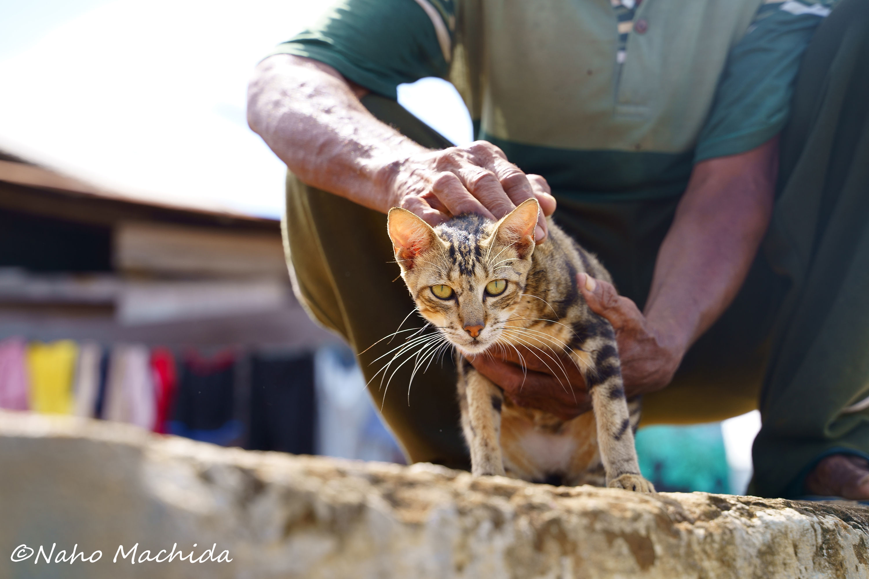 モロタイ島 海と猫の旅 水面休息中は猫撮影vol 2 世界美猫図鑑 モロタイ島 海と猫の旅 水面休息中は猫撮影vol 2 世界美猫図鑑