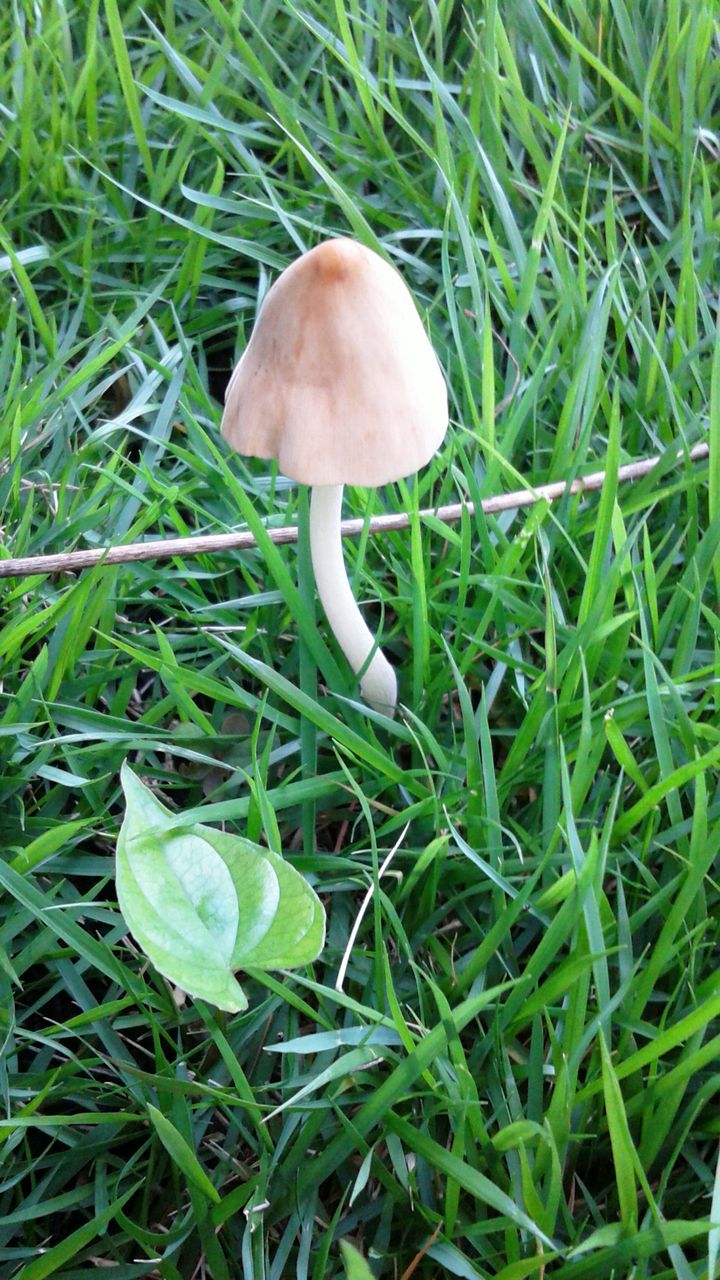 トマトときのこ Shimantowombatのblog