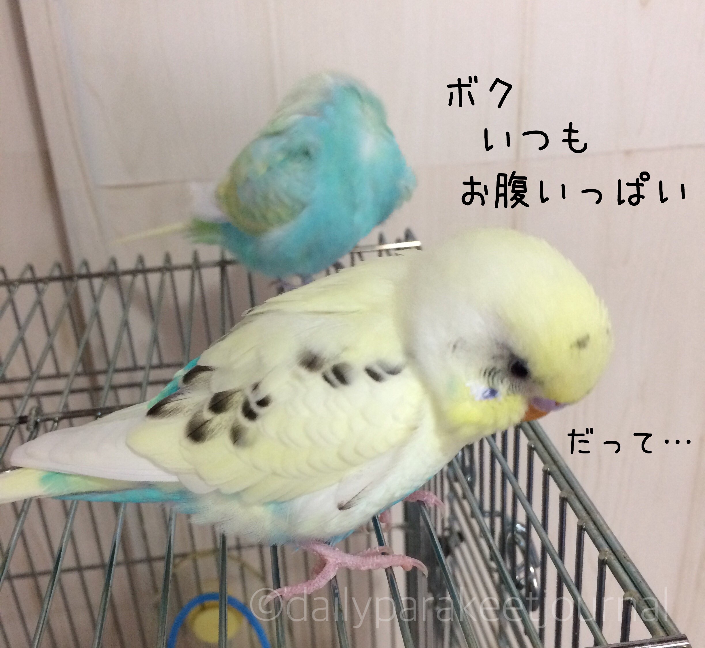 日刊いんこ通信 セキセイインコのふくが太ったワケ