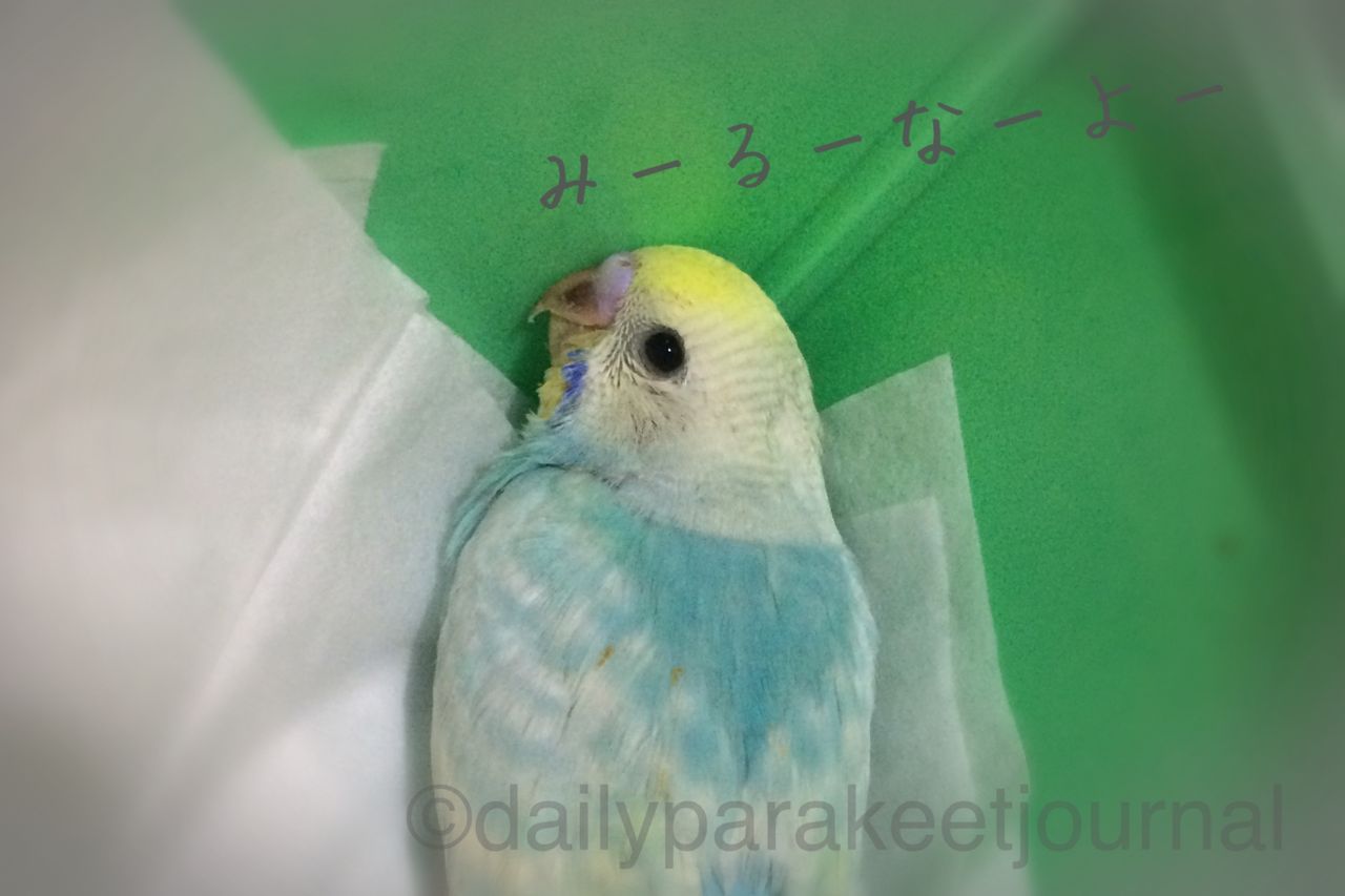 日刊いんこ通信 色変わった セキセイインコ ひまわり プイのヒナ換羽とチークパッチ 日刊いんこ通信 色変わった セキセイインコ ひまわり プイのヒナ換羽とチークパッチ