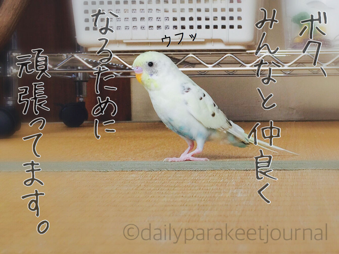 日刊いんこ通信 セキセイインコ5羽放鳥再開 今回の困ったちゃんは 日刊いんこ通信 セキセイインコ5羽放鳥再開 今回の困ったちゃんは