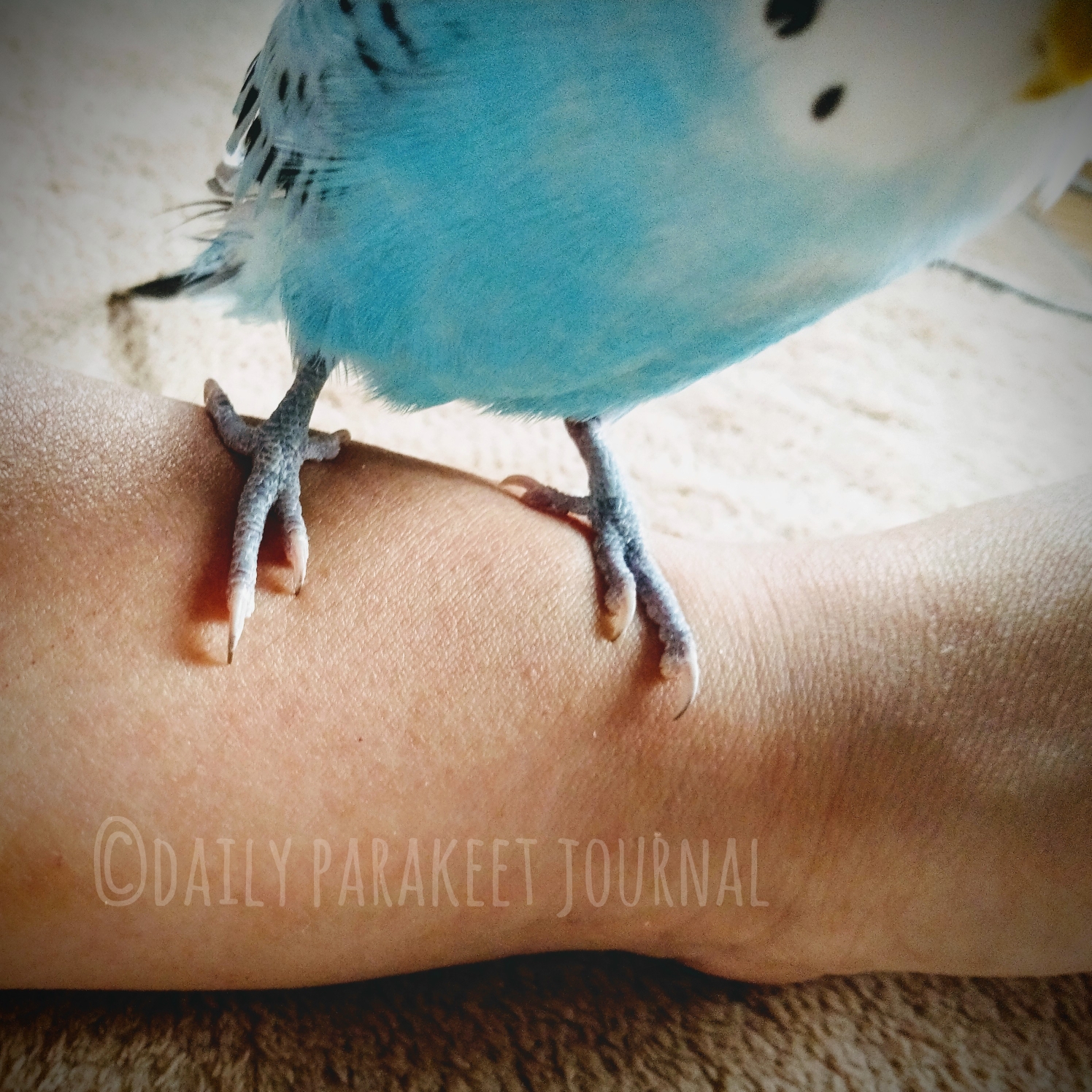 日刊いんこ通信 セキセイインコの熱いヤツとクールな男 日刊いんこ通信 セキセイインコの熱いヤツとクールな男