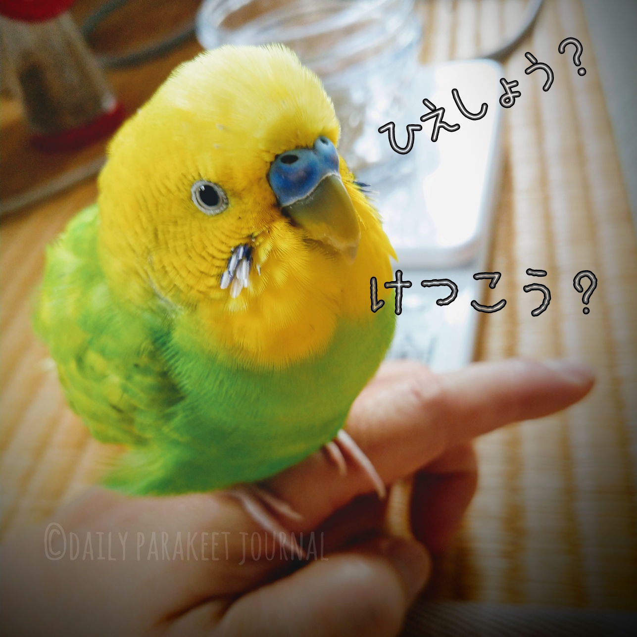 日刊いんこ通信 セキセイインコの熱いヤツとクールな男