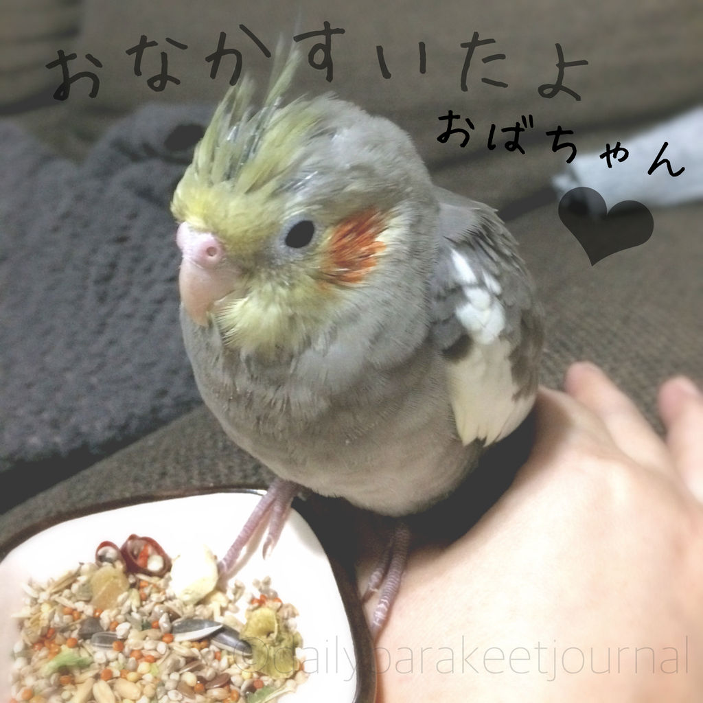 日刊いんこ通信 オカメインコ モカ が挿し餌を食べなくて困った話 日刊いんこ通信 オカメインコ モカ が挿し餌を食べなくて困った話