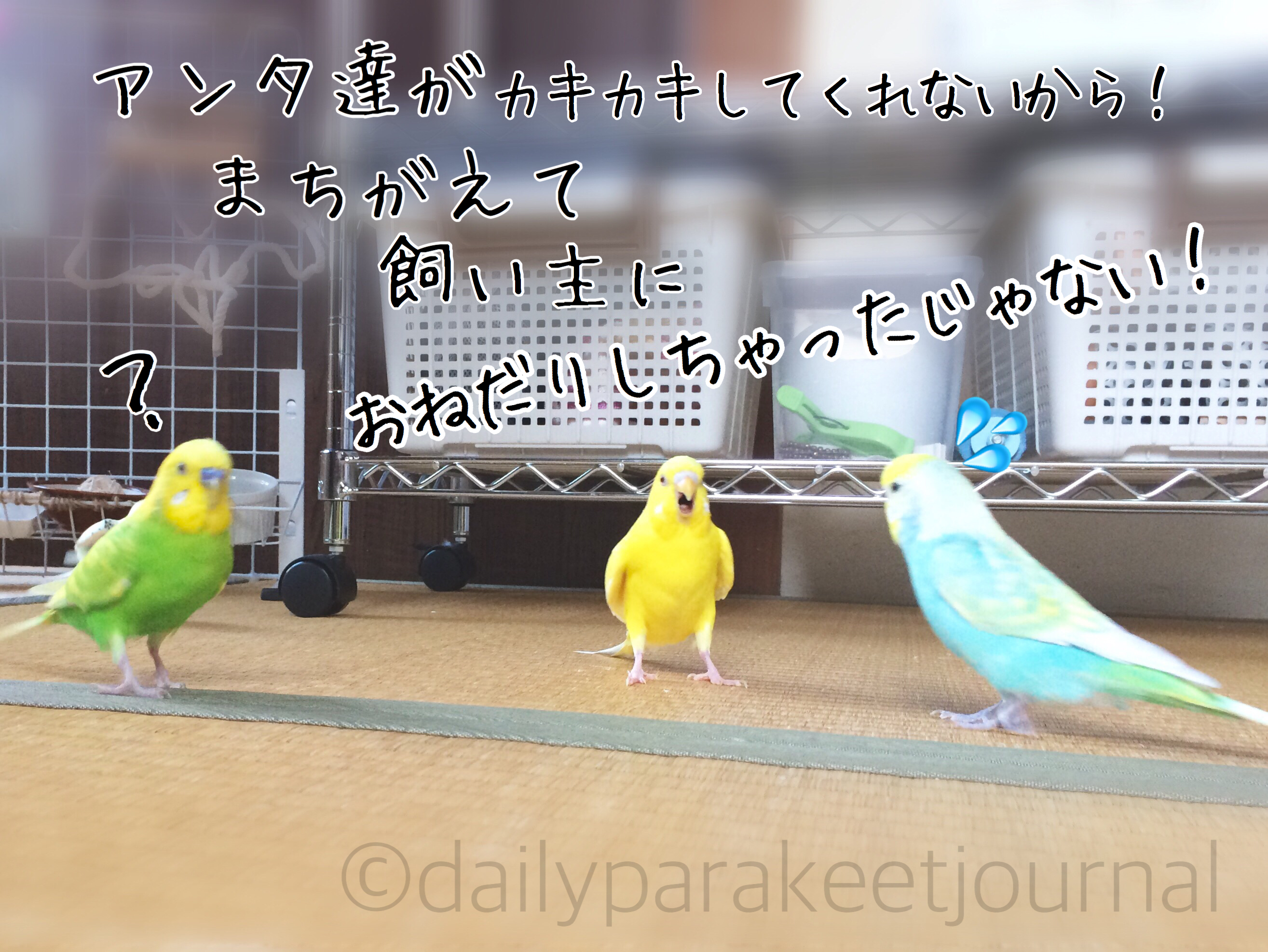 日刊いんこ通信 久々の至福の時間