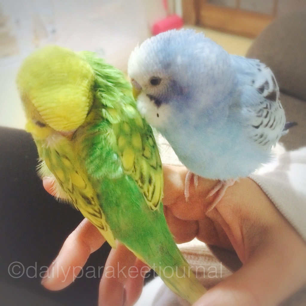 日刊いんこ通信 セキセイインコの三角関係を見て思うこと