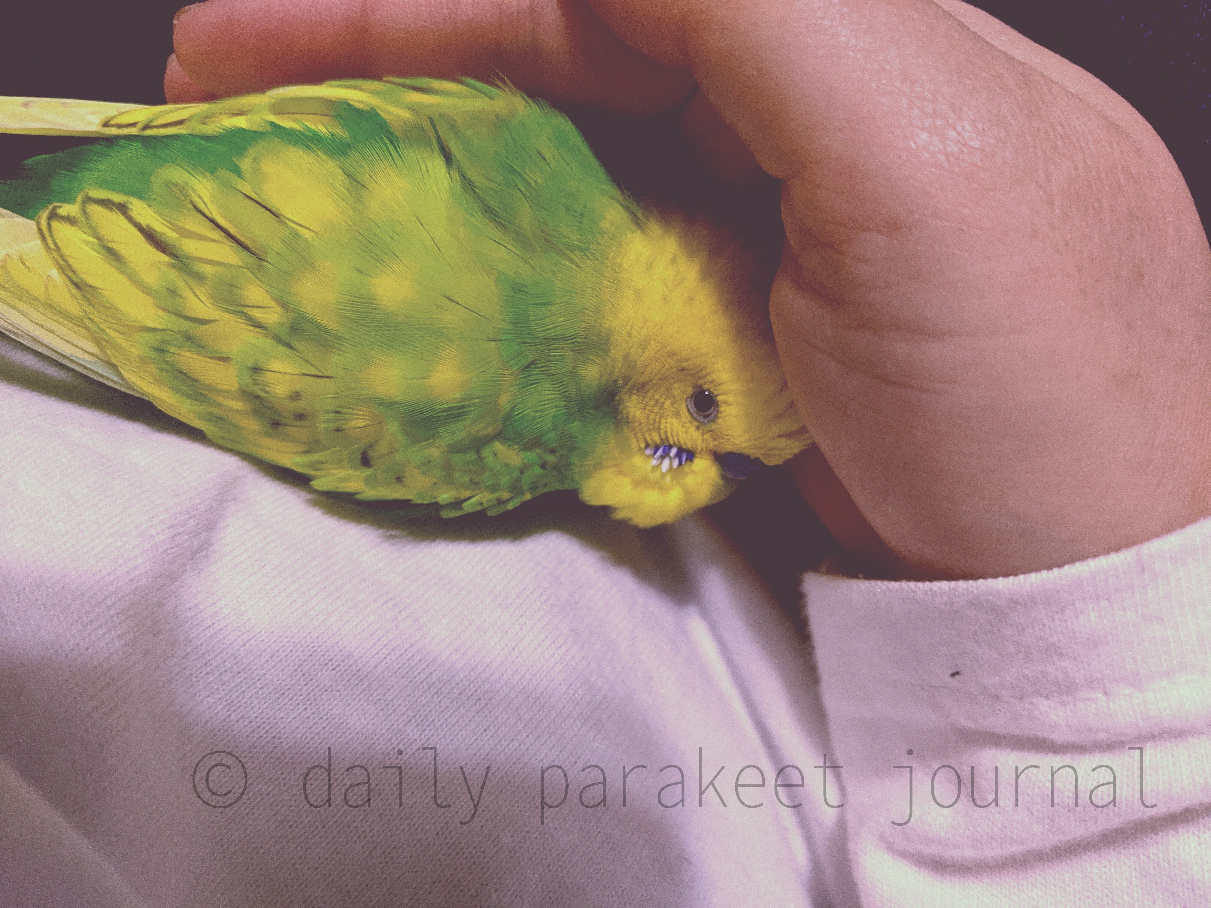 日刊いんこ通信 セキセイインコ 飼い主の手の中であたたまる 寒がり 日刊いんこ通信 セキセイインコ 飼い主の手の中であたたまる 寒がり