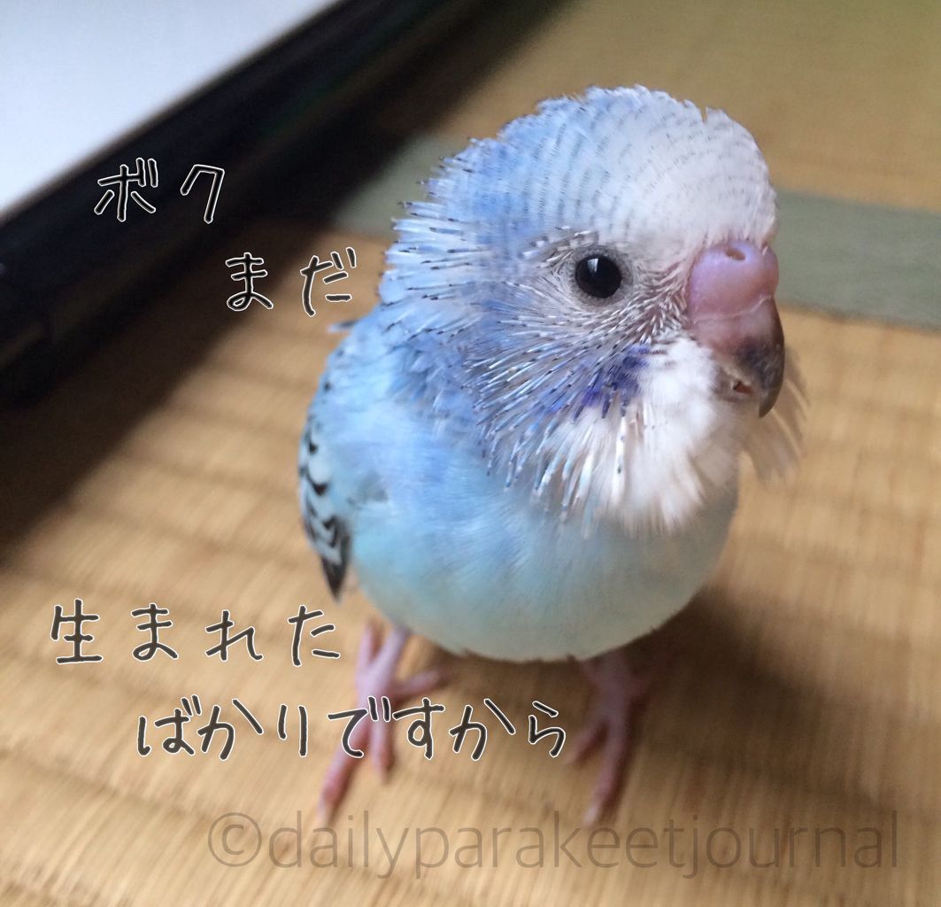 日刊いんこ通信 セキセイインコを飼い始めて1週間目に放たれた夫の言葉