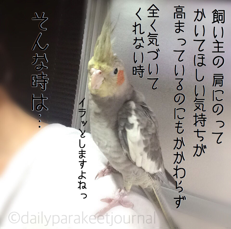 日刊いんこ通信 オカメインコ モカのカキカキ要求の方法が怖い件