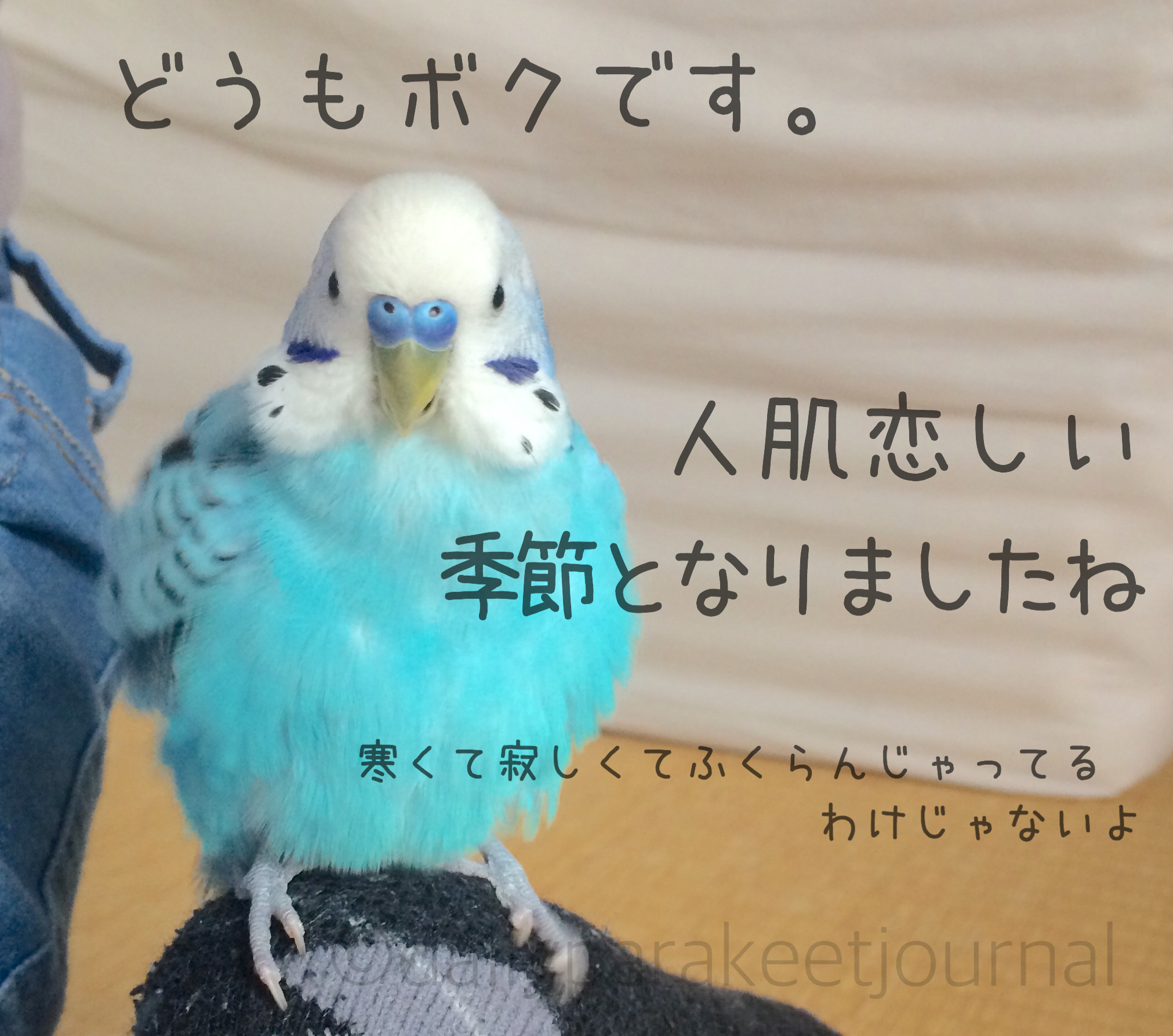 日刊いんこ通信 セキセイインコ