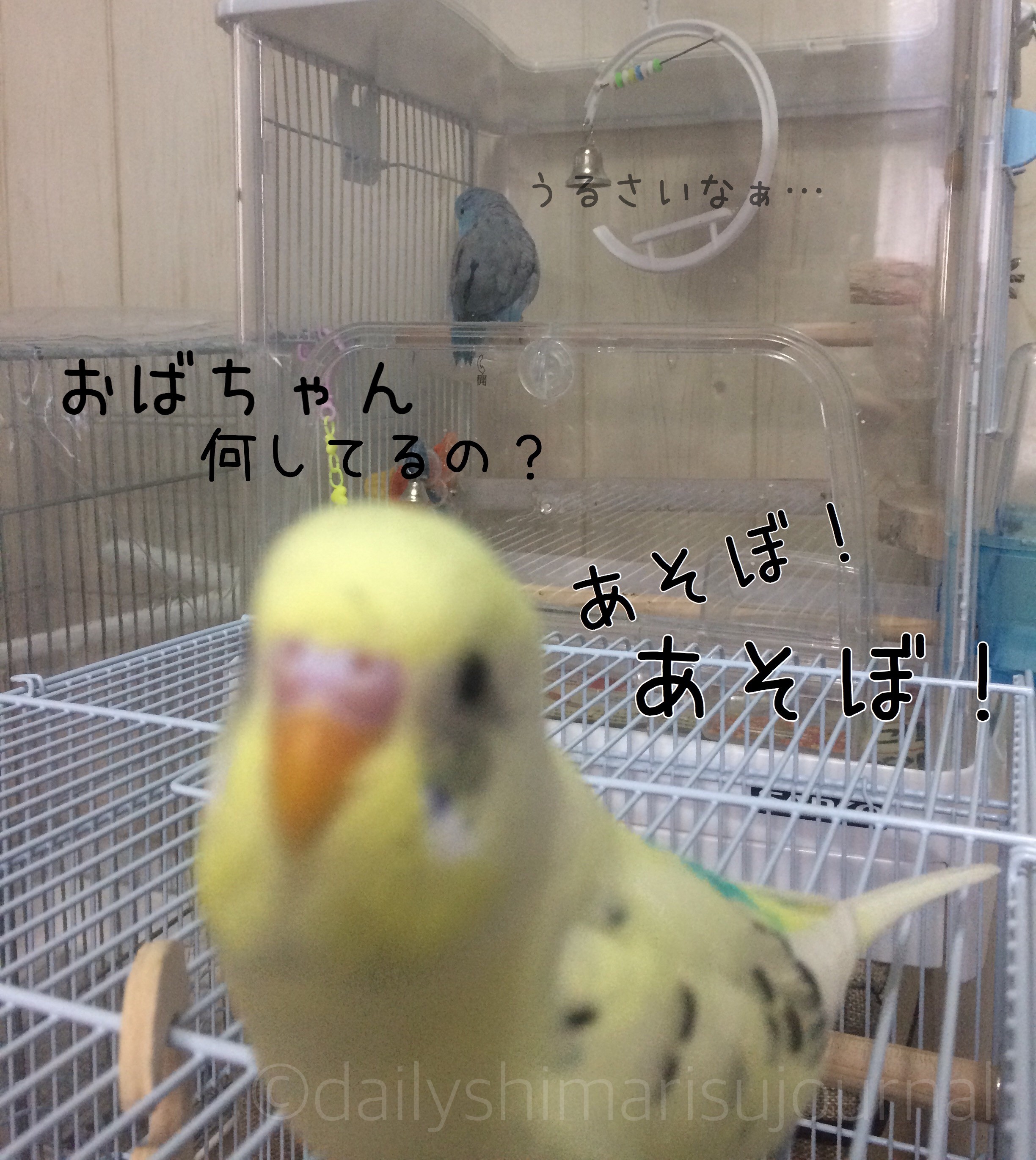 日刊いんこ通信 マメルリハとセキセイインコの様子 日刊いんこ通信 マメルリハとセキセイインコの様子