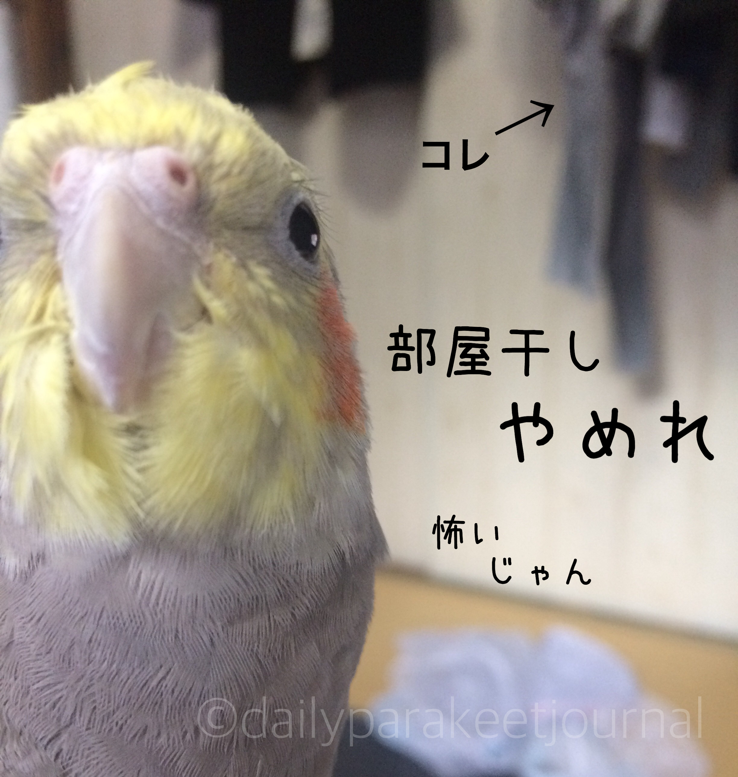 日刊いんこ通信 発情