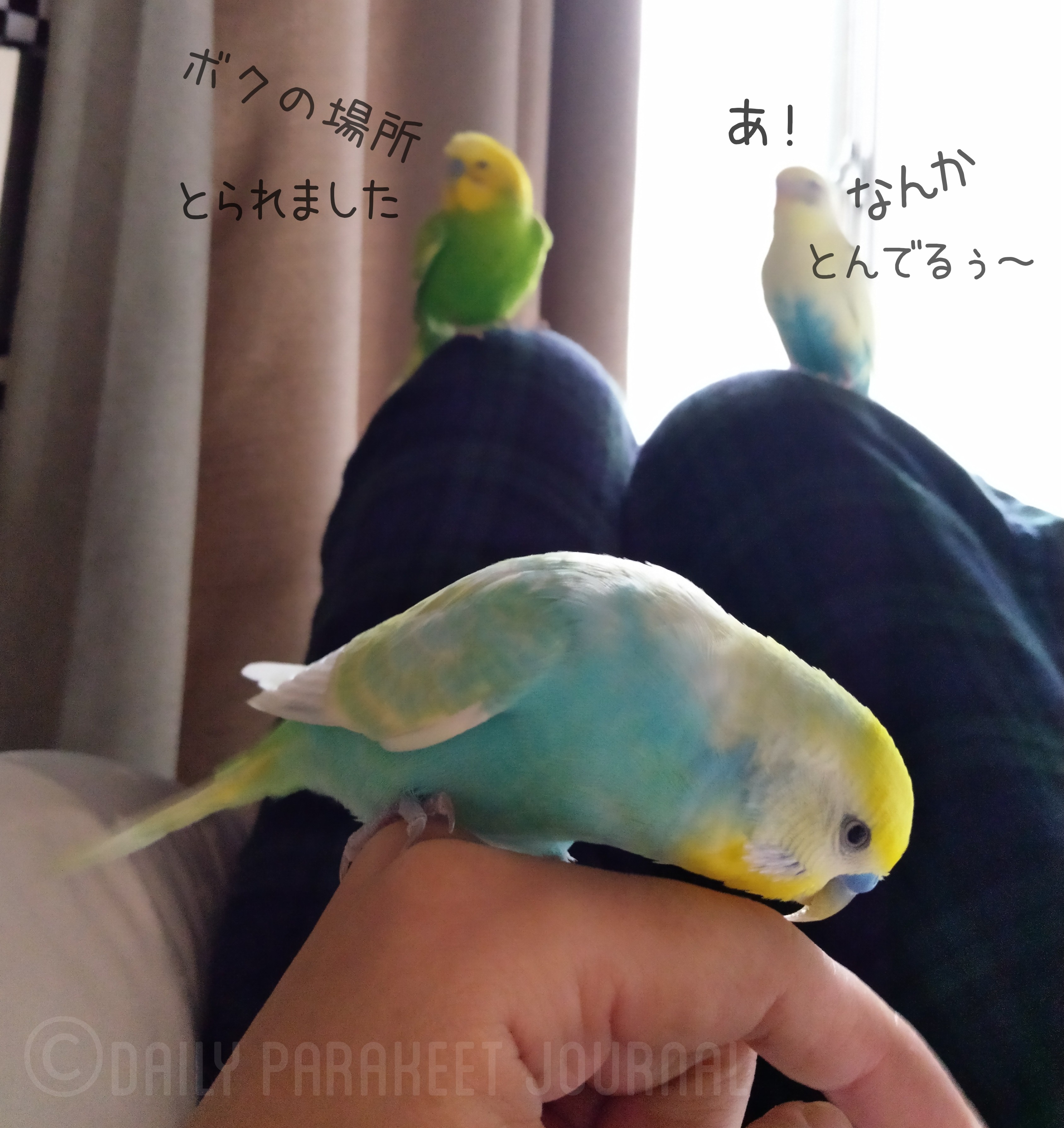 日刊いんこ通信 セキセイインコ