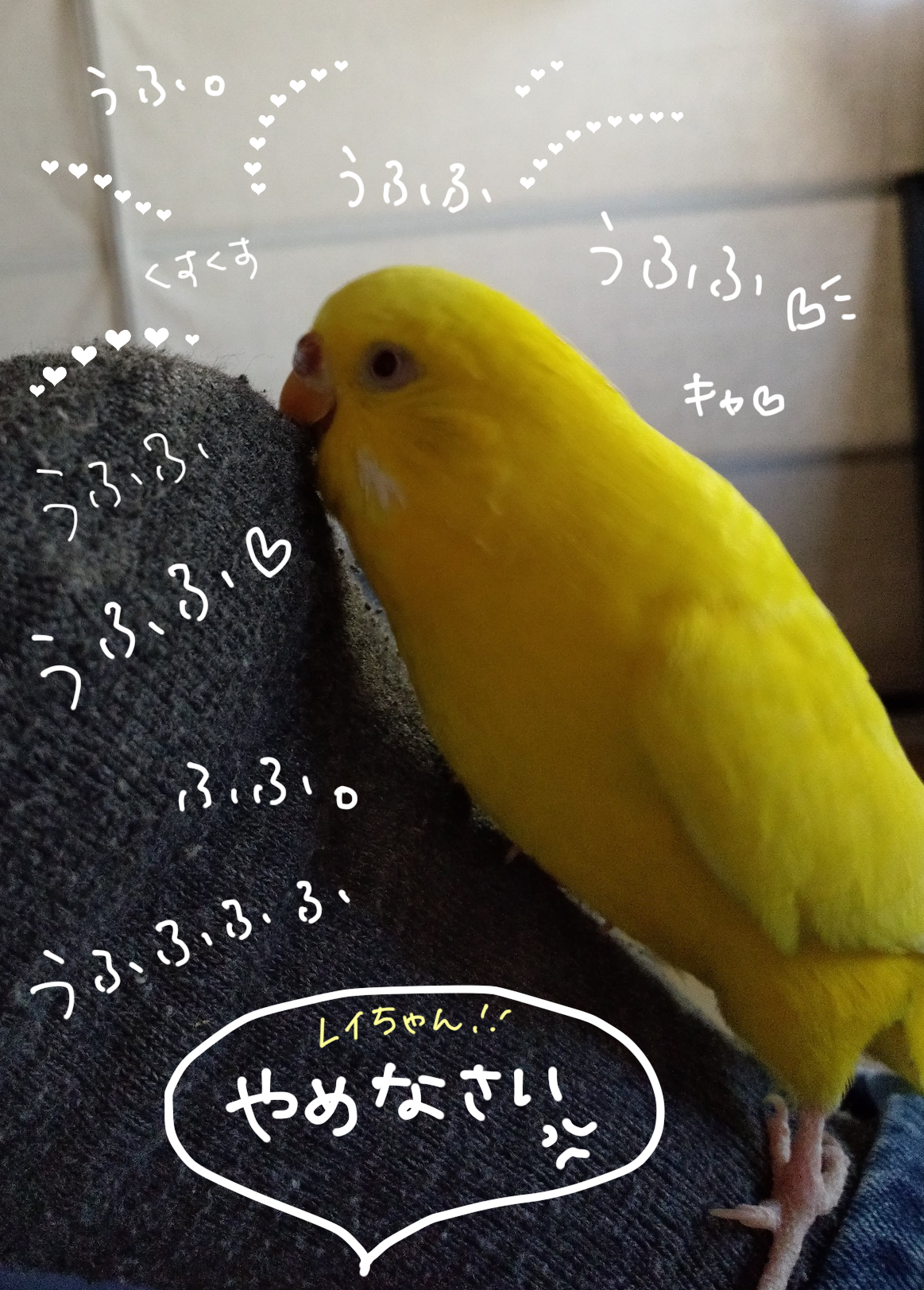 日刊いんこ通信 噛む