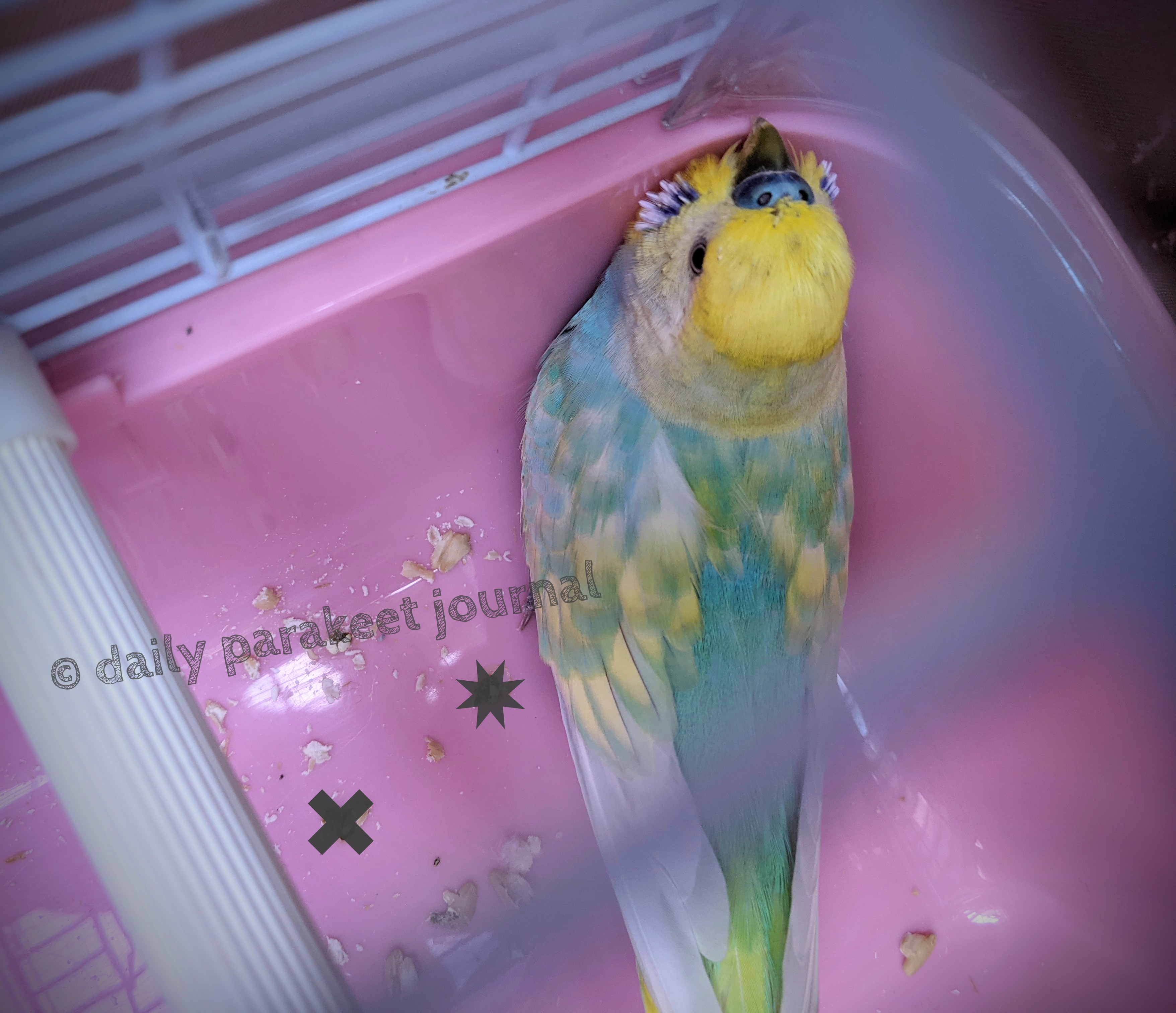 日刊いんこ通信 セキセイインコ