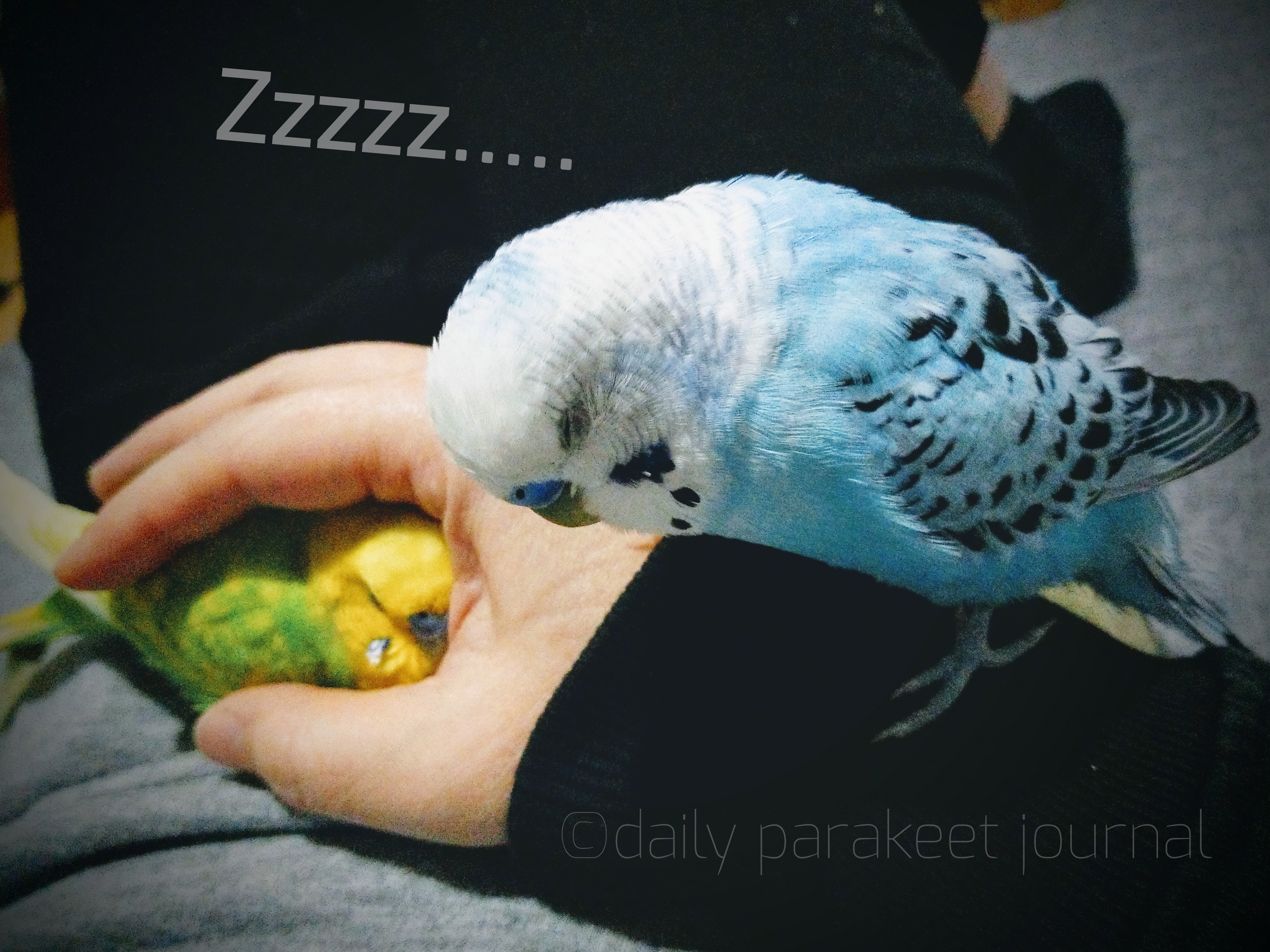 日刊いんこ通信 セキセイインコ 日刊いんこ通信 セキセイインコ