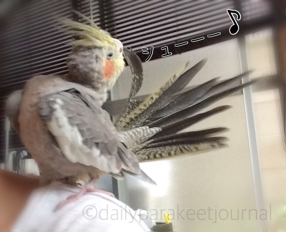 日刊いんこ通信 オカメインコ モカのカキカキ要求の方法が怖い件