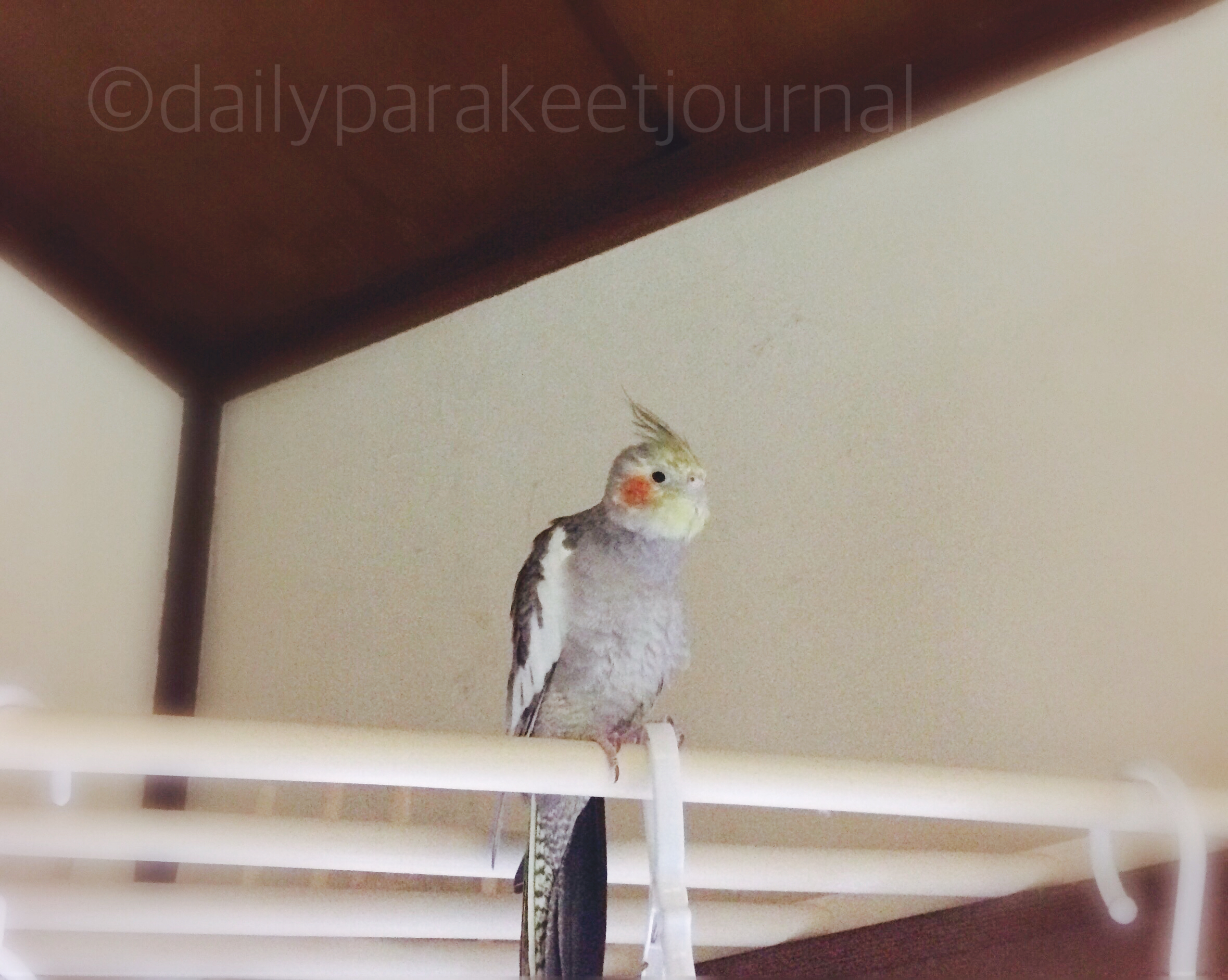 日刊いんこ通信 生後11ヶ月のオカメインコ モカ の翼 日刊いんこ通信 生後11ヶ月のオカメインコ モカ の翼