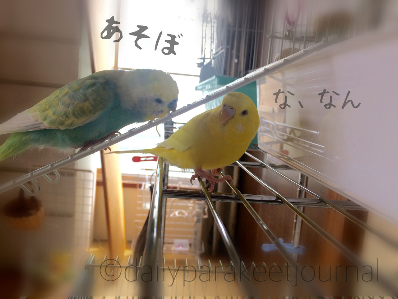 日刊いんこ通信 新たな問題 セキセイインコ達の発情期到来で放鳥のしかたを考えた件 その後