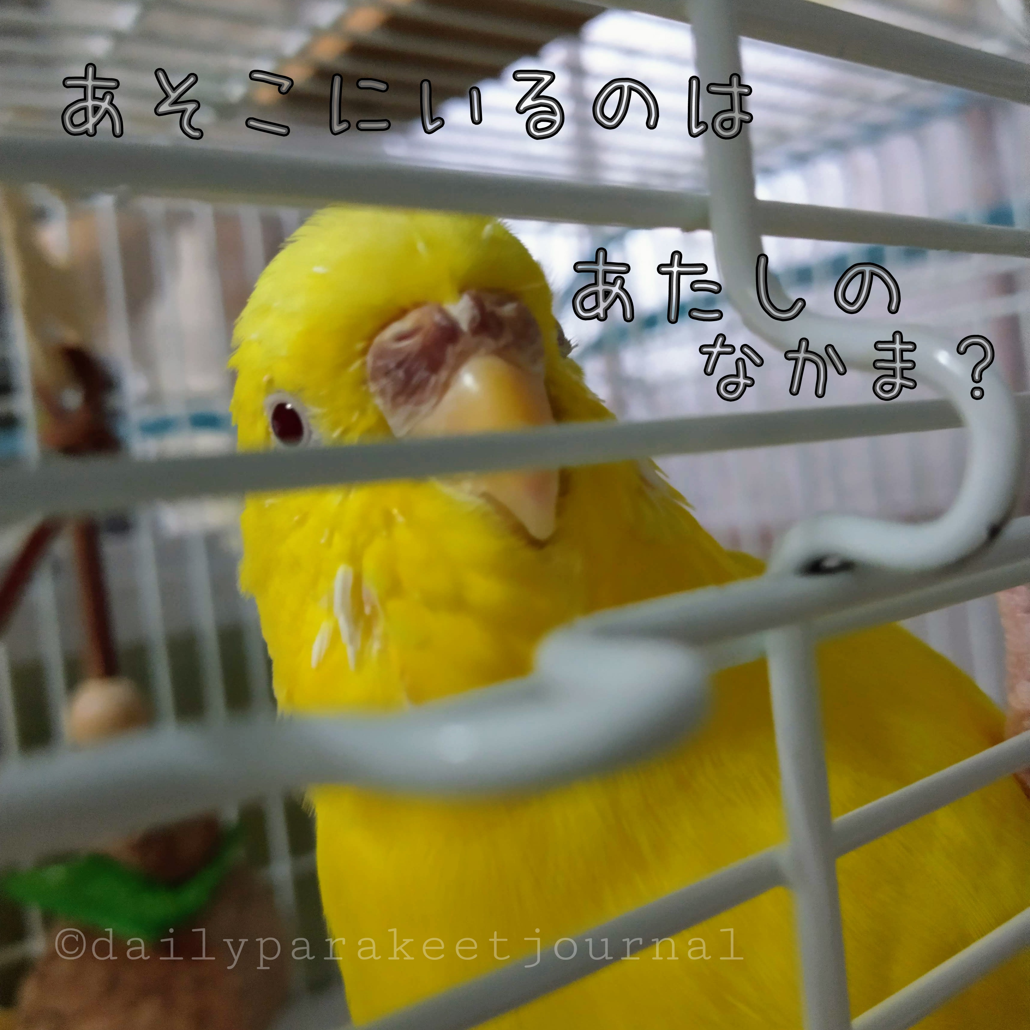 日刊いんこ通信 オカメインコ どうにも止まらないモカの発情で部屋の中に起こった事 スリスリ