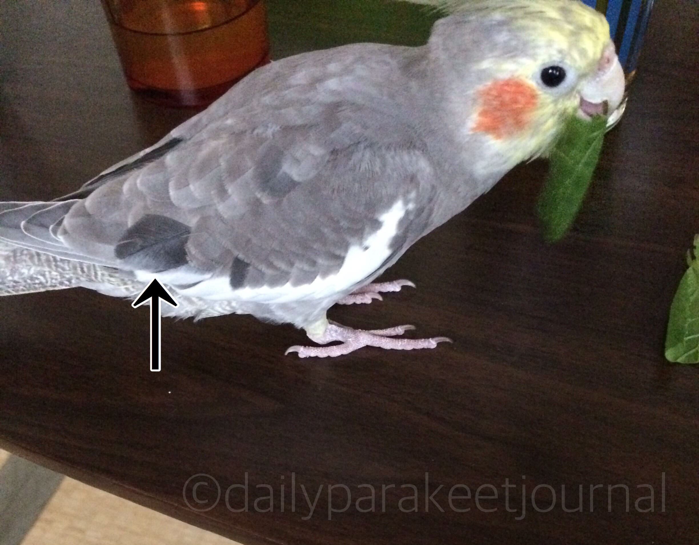 日刊いんこ通信 生後9ヶ月のオカメインコ モカ の羽の変化 ノーマル