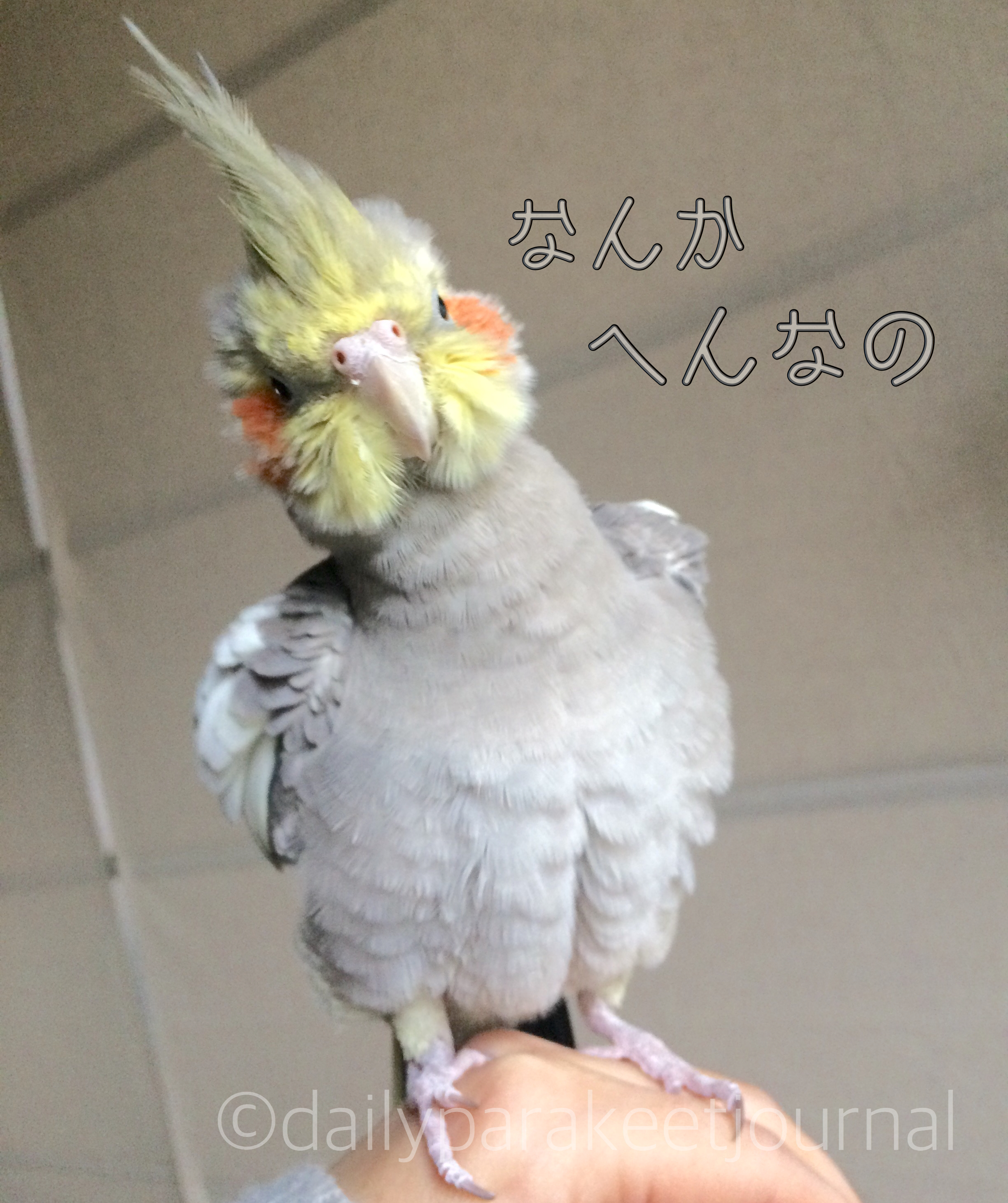 日刊いんこ通信 生後11ヶ月のオカメインコ モカ の翼 日刊いんこ通信 生後11ヶ月のオカメインコ モカ の翼
