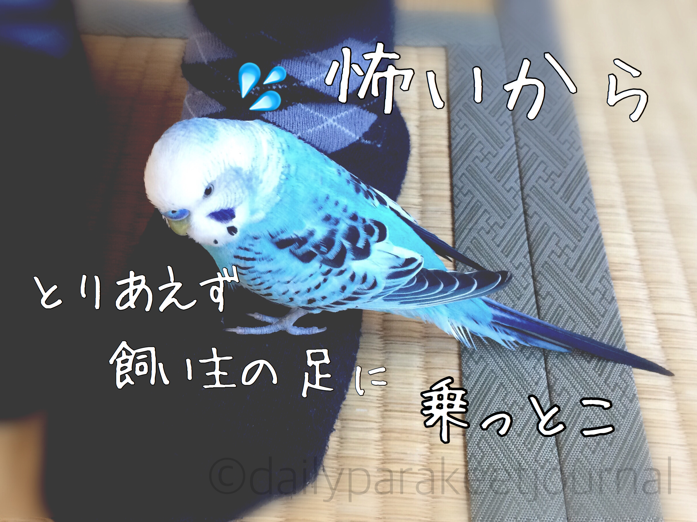 人気満点 オーダーしてもらうセキセイインコ 鳥用品