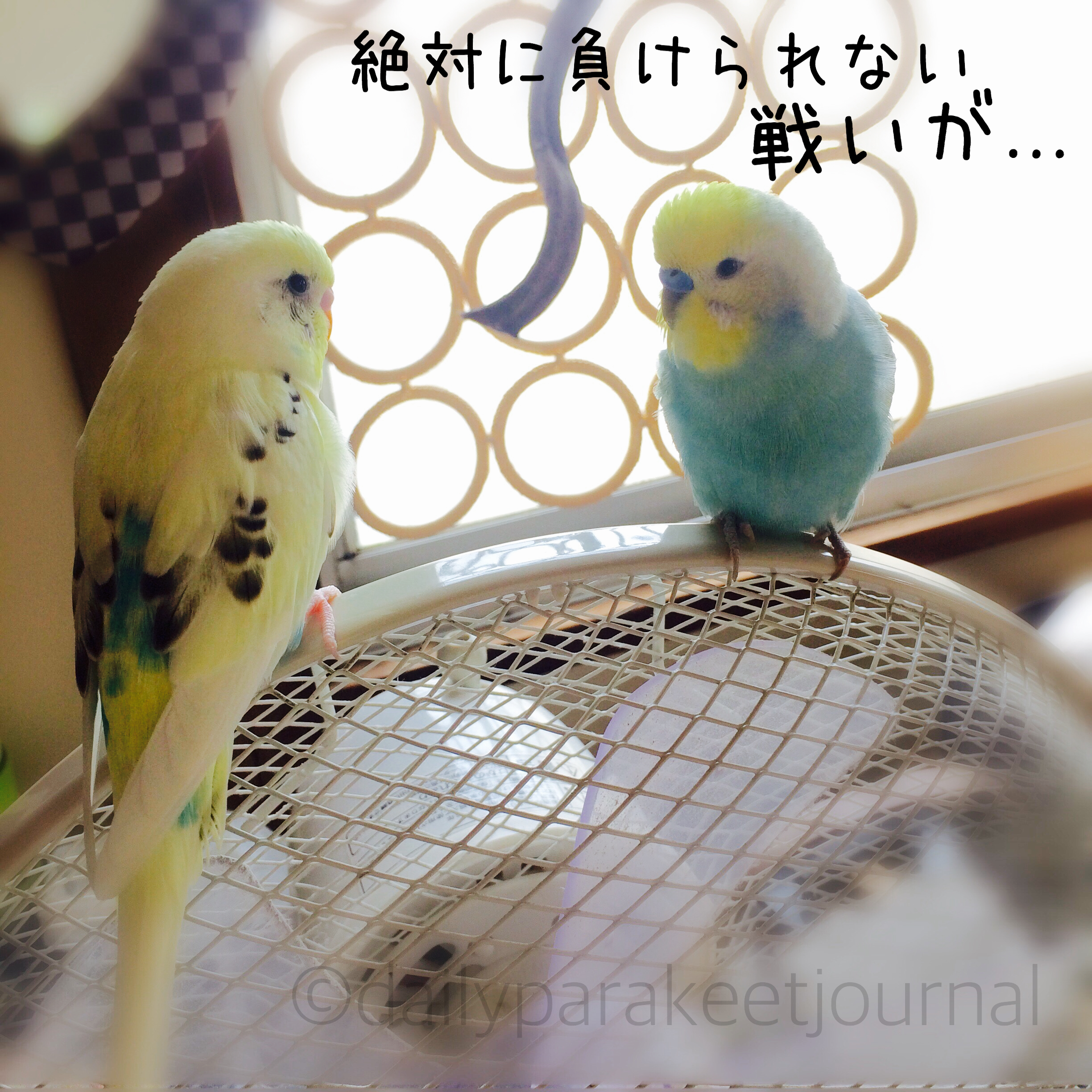 日刊いんこ通信 イラスト1号