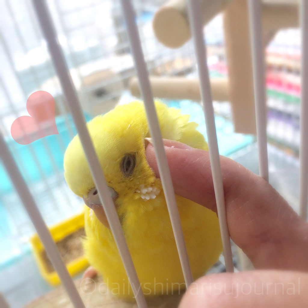 日刊いんこ通信 天然レイちゃんに見るインコの面白さ 日刊いんこ通信 天然レイちゃんに見るインコの面白さ