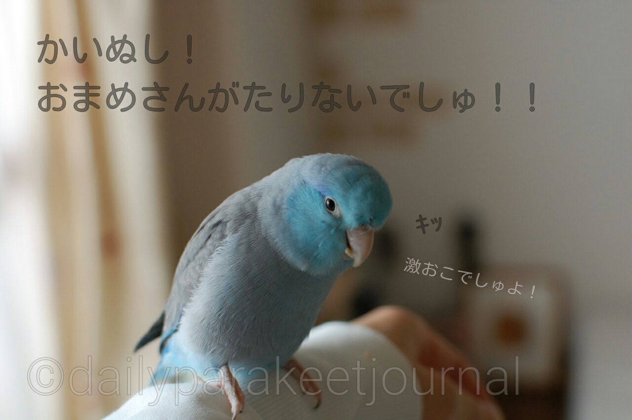 日刊いんこ通信 マメルリハまめ 最近の鳥ごはん事情